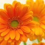 Profile_13487062_75sq_1397965844