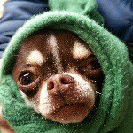 11116986_1609295152619441_2049126616_a