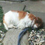 10598500_761385827257748_1731184422_a