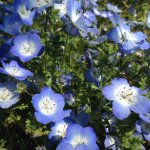 11007848_345288149007346_458429980_a