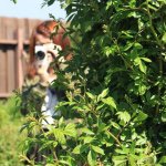 11328413_841390292611174_1713612603_a