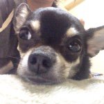 11117165_1427837177521120_230124666_a