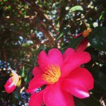 10914598_335255826681463_159492414_a