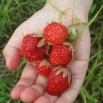 10522791_1508024076097115_520467284_a