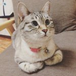 11378149_1454983808130387_171795229_a