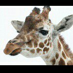 10919181_1600265990209231_773009005_a