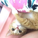 11356494_640614659373655_892002656_a