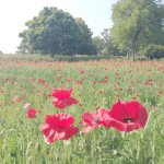 11190120_1595159130740434_1893636180_a