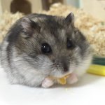 11312073_884859578219765_2140527420_a