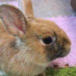 11378318_701931783265660_372014587_a