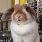 11374812_1454648278164263_1935857572_a