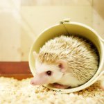 10808853_746361302101394_81272161_a