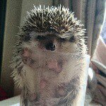 11372407_1011331108911438_81056567_a