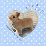 11326320_839528632750483_1960911121_a