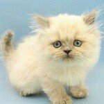 11283249_996560677021789_1886501708_a