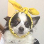 10735355_861864533838472_1435377264_a