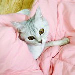 11358957_872428066182656_1310182482_a