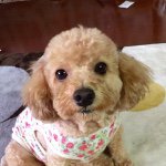 11375914_910695022328213_275494994_a