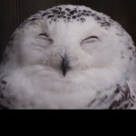 11426654_516330448513917_532223139_a