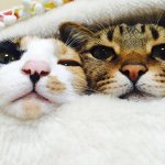 10890496_429678070523316_1725823334_a