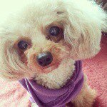 11199610_543606559112049_492089238_a