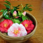 10632442_264009503806903_572025218_a