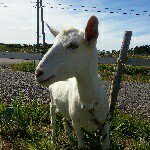 10895122_333905253481305_963053973_a