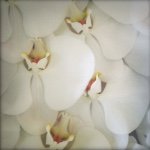 11381855_1635242266697032_1428732458_a