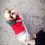 11005085_1565841907006446_326012376_a