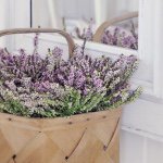 11357339_1642359325999266_1846737672_a