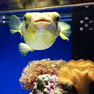 10963862_1592769734300681_2134588773_n