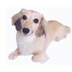 11236362_1638578393023043_291350084_a