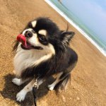 11248011_982912588406580_148344418_a