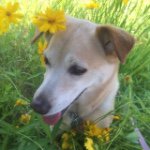 11380238_845306642229289_2067183499_a