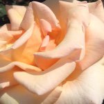 10808825_541550985988642_1933300745_a