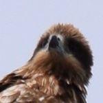 11352330_1582856438644656_191586058_a