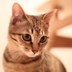 10549879_817888568304850_579460984_a