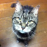 Profile_14329680_75sq_1371865974