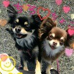 10549684_735756033158687_1351566519_a