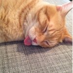 914476_283110825226943_1787456173_a