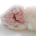 11032853_338808576319636_1895834874_a