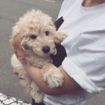 11378509_1452865098367770_493053601_a