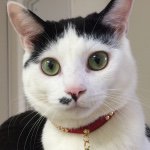 10598228_1627081450863515_1990141192_a