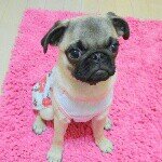 1530632_264299477101467_1647334754_a