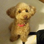 10547209_399222926906492_1832336087_a