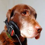 11015677_500349303437596_1094619389_a