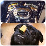 11363917_565979256873419_842967578_a