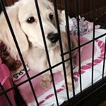 11376250_113063469034476_894176153_a