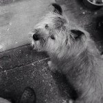 10601905_721402104581541_1135407719_a