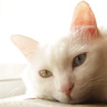 Profile_14639944_75sq_1360157573